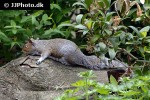 sciurus carolinensis eastern gray squirrel sciurus carolinensis eastern gray squirrel