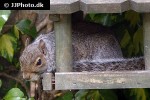 sciurus carolinensis eastern gray squirrel sciurus carolinensis eastern gray squirrel