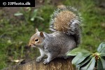 sciurus carolinensis eastern gray squirrel sciurus carolinensis eastern gray squirrel