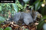 sciurus carolinensis eastern gray squirrel sciurus carolinensis eastern gray squirrel