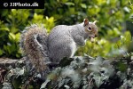 sciurus carolinensis eastern gray squirrel sciurus carolinensis eastern gray squirrel