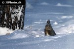 sciurus vulgaris red squirrel sciurus vulgaris red squirrel