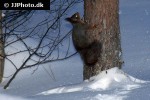 sciurus vulgaris red squirrel sciurus vulgaris red squirrel