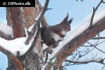 sciurus vulgaris red squirrel sciurus vulgaris red squirrel