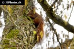 sciurus vulgaris red squirrel sciurus vulgaris red squirrel