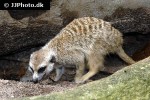 suricata suricatta meerkat suricata suricatta meerkat