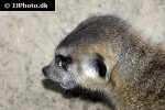 suricata suricatta meerkat suricata suricatta meerkat