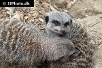 suricata suricatta meerkat suricata suricatta meerkat