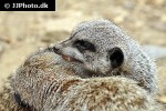 suricata suricatta meerkat suricata suricatta meerkat