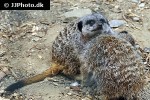 suricata suricatta meerkat suricata suricatta meerkat