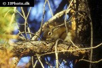 tamiasciurus hudsonicus american red squirrel tamiasciurus hudsonicus american red squirrel