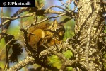 tamiasciurus hudsonicus american red squirrel tamiasciurus hudsonicus american red squirrel