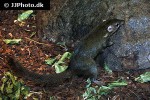 tupaia glis common treeshrew tupaia glis common treeshrew