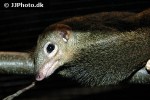 tupaia glis common treeshrew tupaia glis common treeshrew