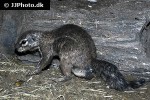 xerus inauris cape ground squirrel xerus inauris cape ground squirrel