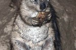 xerus inauris cape ground squirrel xerus inauris cape ground squirrel