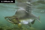oncorhynchus gorbuscha oncorhynchus gorbuscha