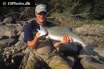 oncorhynchus gorbuscha oncorhynchus gorbuscha
