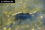 oncorhynchus gorbuscha oncorhynchus gorbuscha
