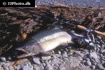 oncorhynchus gorbuscha oncorhynchus gorbuscha