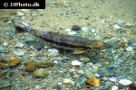 oncorhynchus keta oncorhynchus keta