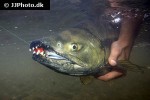 oncorhynchus keta oncorhynchus keta
