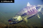 oncorhynchus keta oncorhynchus keta