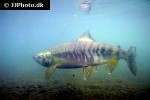 oncorhynchus keta oncorhynchus keta