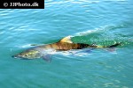 oncorhynchus keta oncorhynchus keta