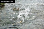 oncorhynchus keta oncorhynchus keta
