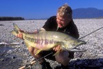 oncorhynchus keta oncorhynchus keta
