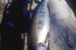 oncorhynchus keta oncorhynchus keta