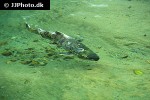 oncorhynchus keta oncorhynchus keta