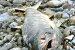 oncorhynchus keta oncorhynchus keta