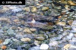 oncorhynchus keta oncorhynchus keta