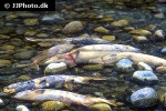 oncorhynchus keta oncorhynchus keta