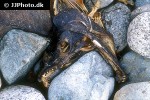 oncorhynchus keta oncorhynchus keta