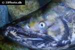 oncorhynchus keta oncorhynchus keta