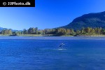 oncorhynchus keta oncorhynchus keta
