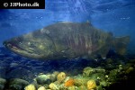 oncorhynchus keta oncorhynchus keta
