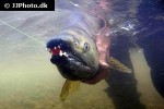 oncorhynchus keta oncorhynchus keta