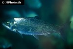 oncorhynchus kisutch oncorhynchus kisutch