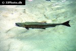 oncorhynchus kisutch oncorhynchus kisutch