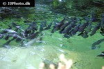 oncorhynchus kisutch oncorhynchus kisutch