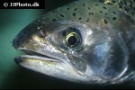 oncorhynchus kisutch oncorhynchus kisutch