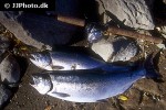 oncorhynchus kisutch oncorhynchus kisutch