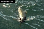 oncorhynchus kisutch oncorhynchus kisutch