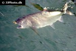 oncorhynchus kisutch oncorhynchus kisutch