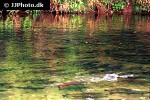 oncorhynchus nerka oncorhynchus nerka