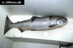oncorhynchus nerka oncorhynchus nerka